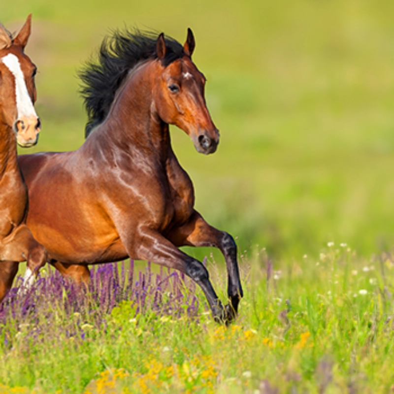Equine Sub-segment Banner