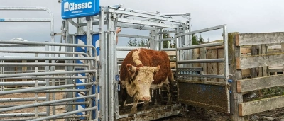 cattle-crush-with-offside-drafting-gate