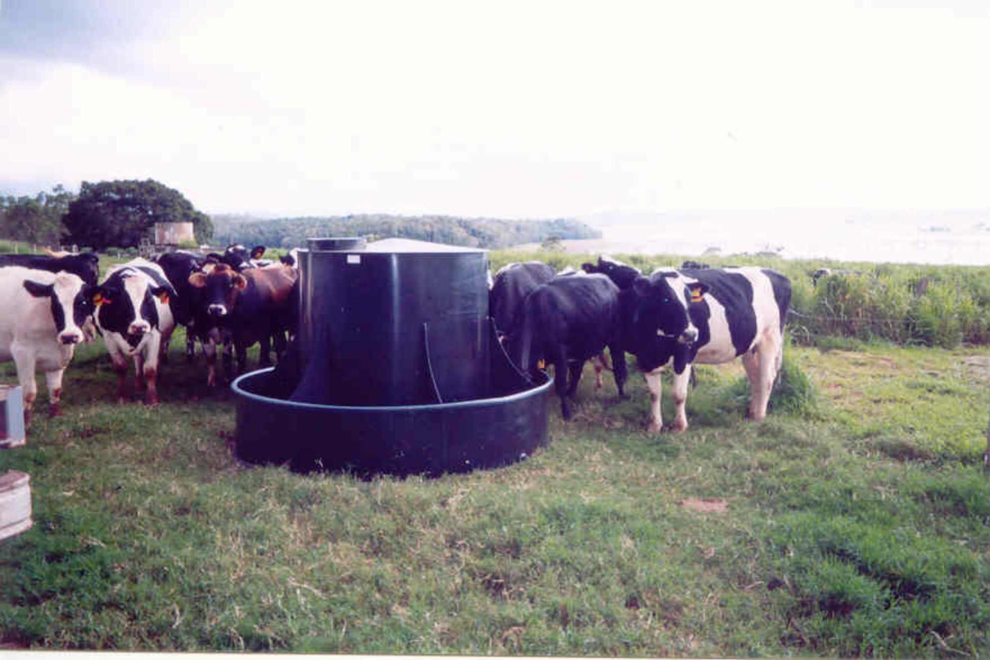 rks cattle feeder1