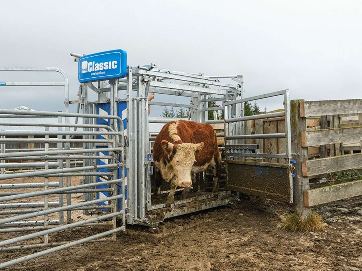 cattle-crush-with-offside-drafting-gate