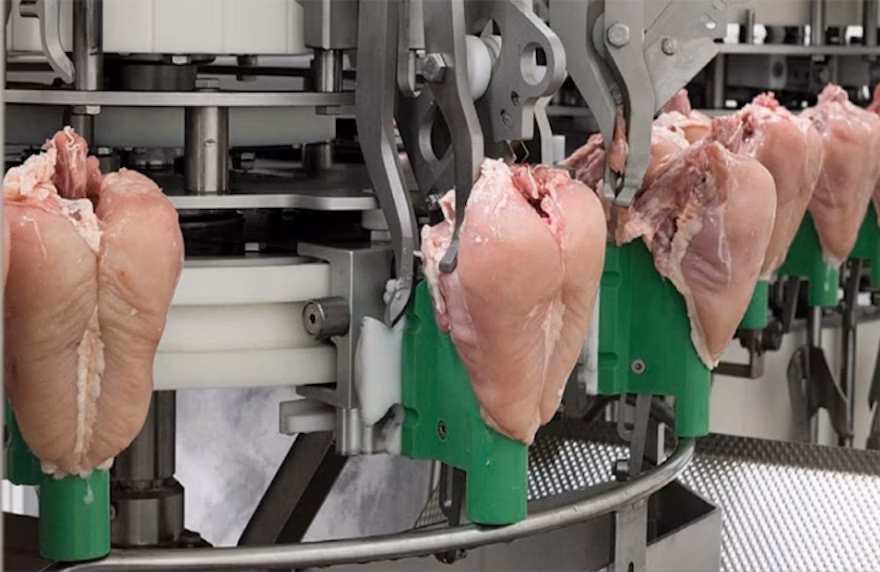 an.automatic-chicken-breast-deboner - non-depp