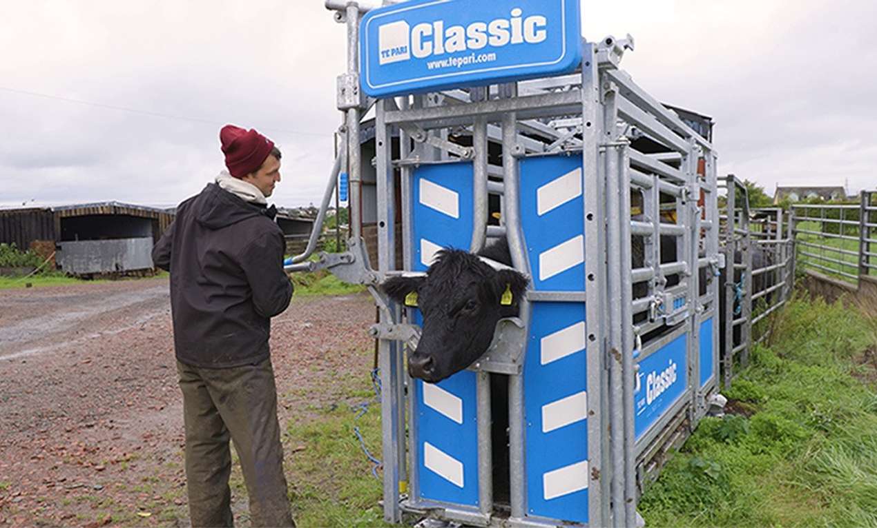douglas-frame-te-pari-cattle-crush-uk-(5)